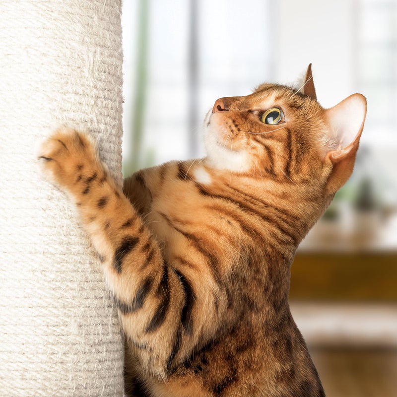 PETMAKER 19-Inch Cat Scratching Post with Hammock ? Sisal Fabric and Carpet Small Cat Tree, Hanging Ball Toy for Adult Cats and Kittens by PETMAKER (White) - Image 5